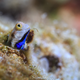 A Bluebell Benny cryptobenthic fish pokes its head out of a coral hiding place.
